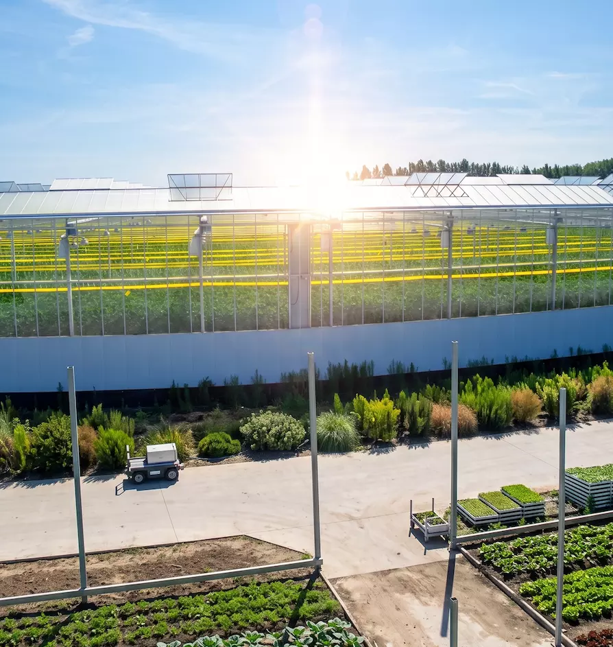 Tomatomasters - site